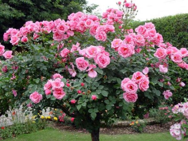 Hoa hồng thân gỗ
